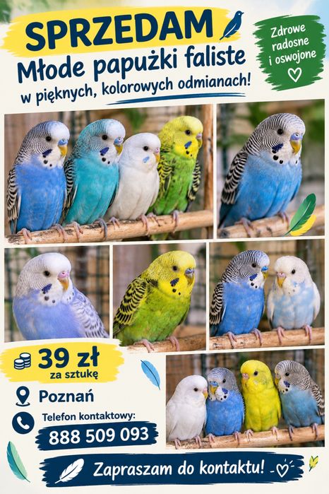 Papugi faliste młode