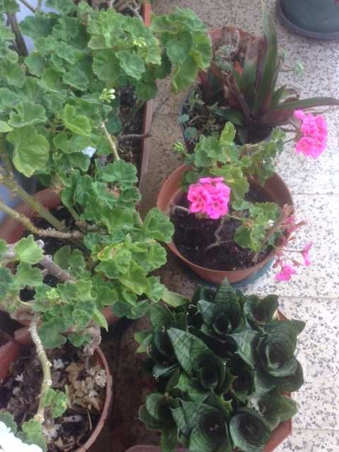 Orquídeas em flor nesta altura!