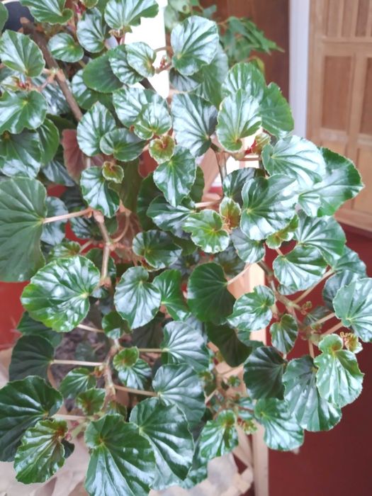 Квіти Домашні різного виду