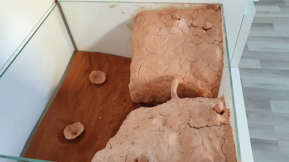 Terrarium dla mrówek z gipsu