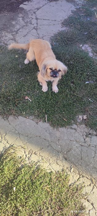 Пекинес девочка 4 года