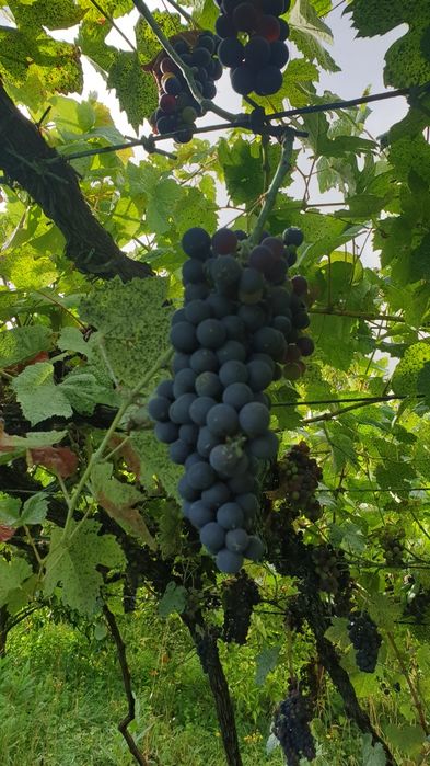 colheita de 2025 ou uvas deste ano