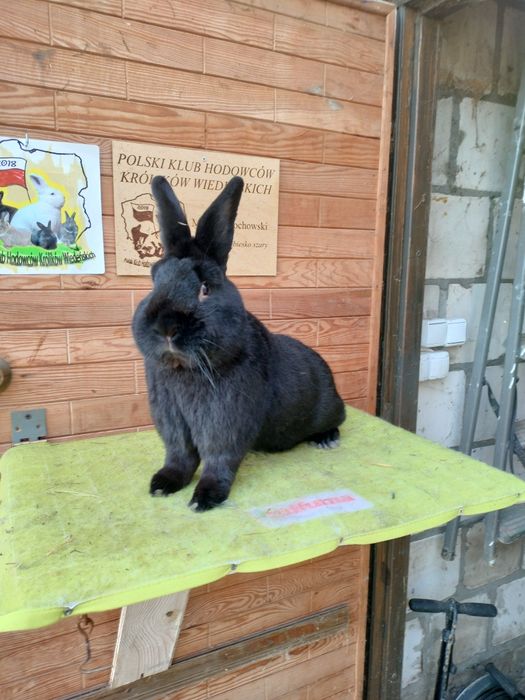 Wiedeński czarny samce samicę