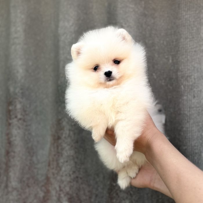 лялькова дівчинка шоу класу