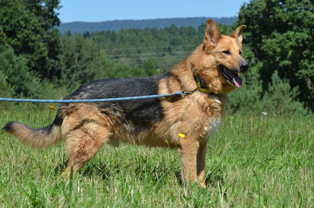 Antonio - do adopcji