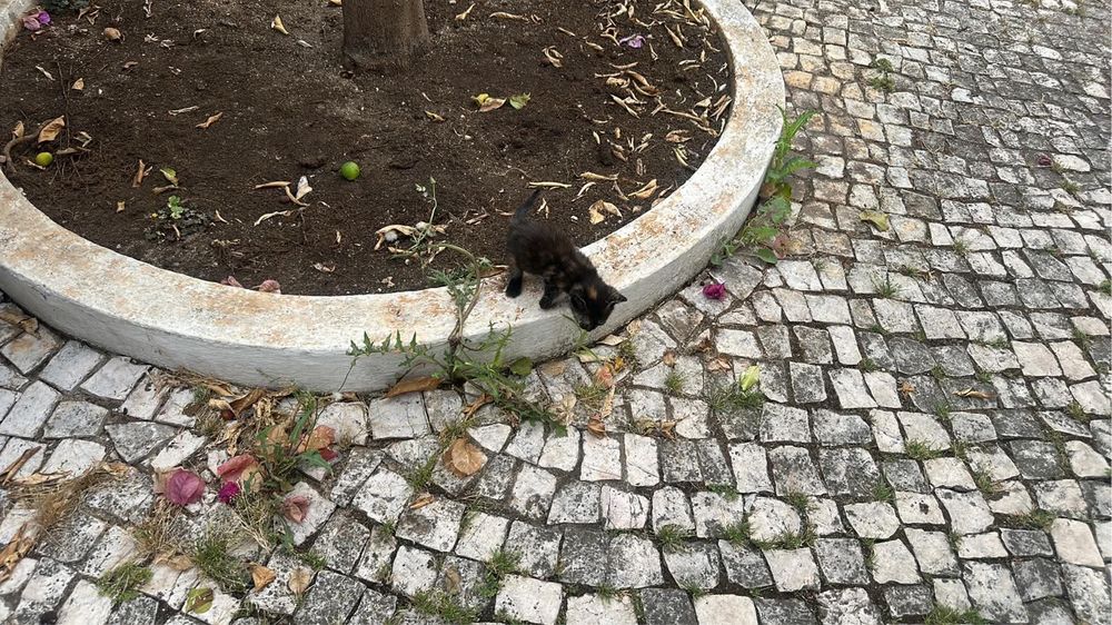 Gatinhos para adoção responsàvel