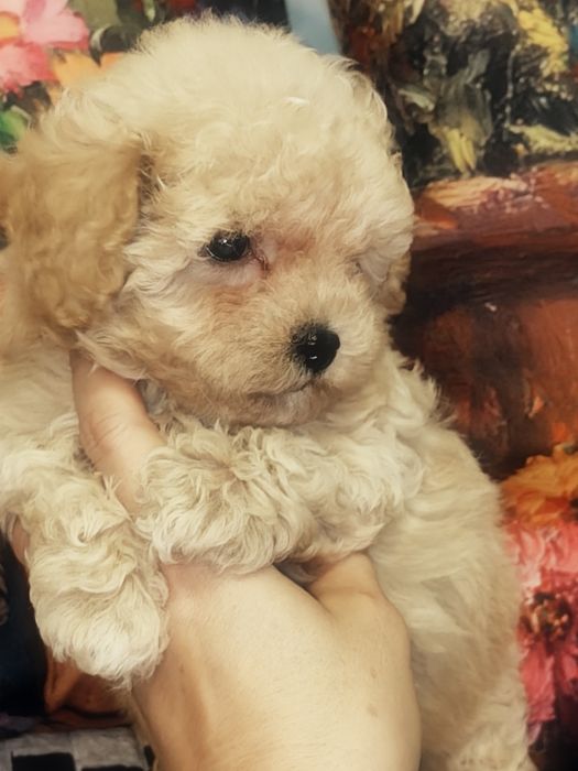 Śliczna mała suczka Maltipoo