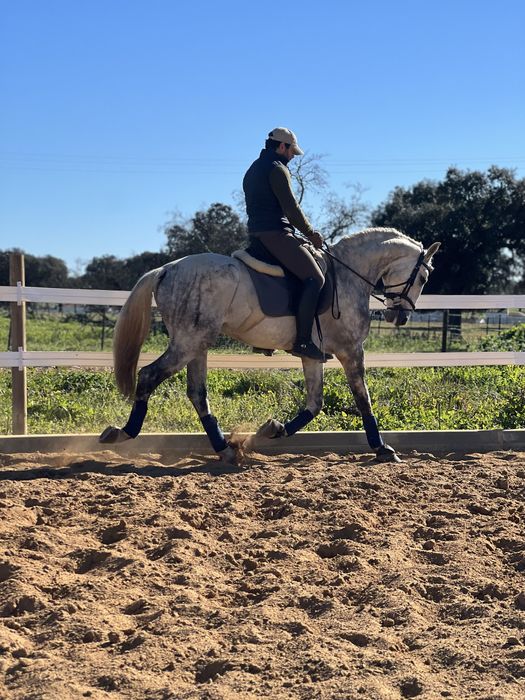 Cavalo Puro Sangue Lusitano