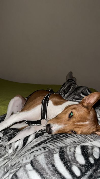 Hotel dla zwierzat / Petsistter