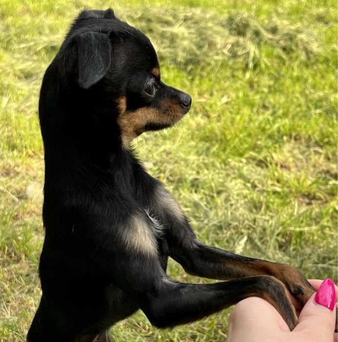 Елітний хлопчик той-терʼєр. В'язка.