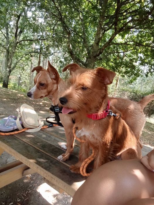 Casal de cães de Pequeno Porte 6kg e 6,5Kg