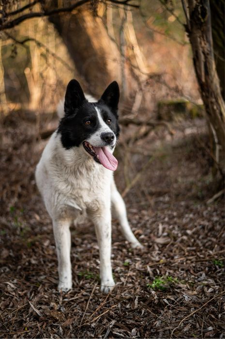 Czarno biały pies. Mix ras: siberian husky, karaleski pies i border.