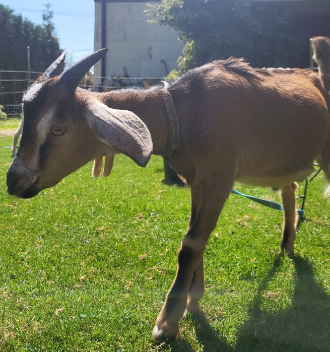 Koziołki i kózki na sprzedaż