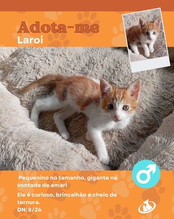Laroi, para adoção
