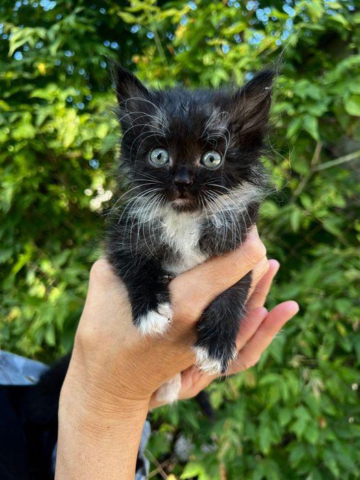 Кошенята, коти, до 1 місяця, шукають люблячу сімʼю