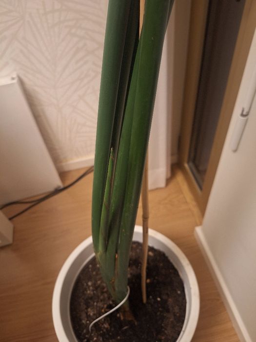 Strelitzia nicolai 2m