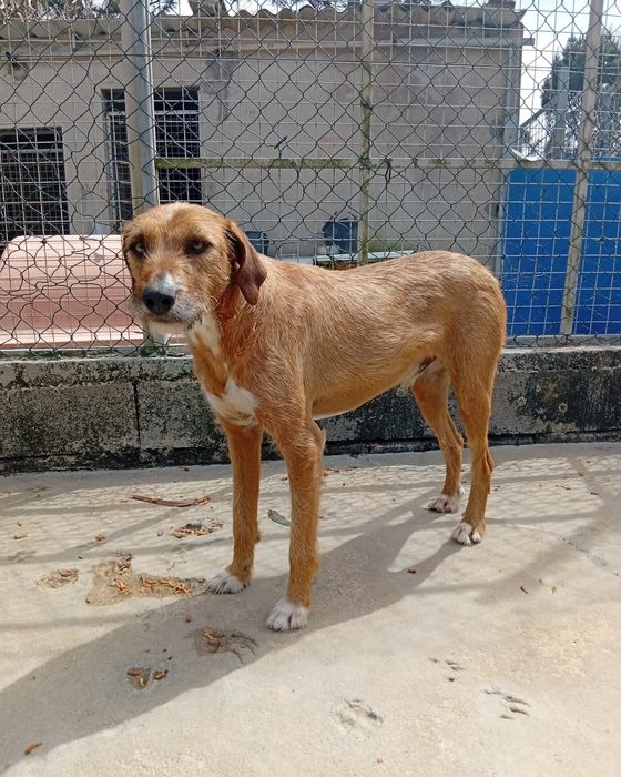Lupin- cão de porte médio  para adoção