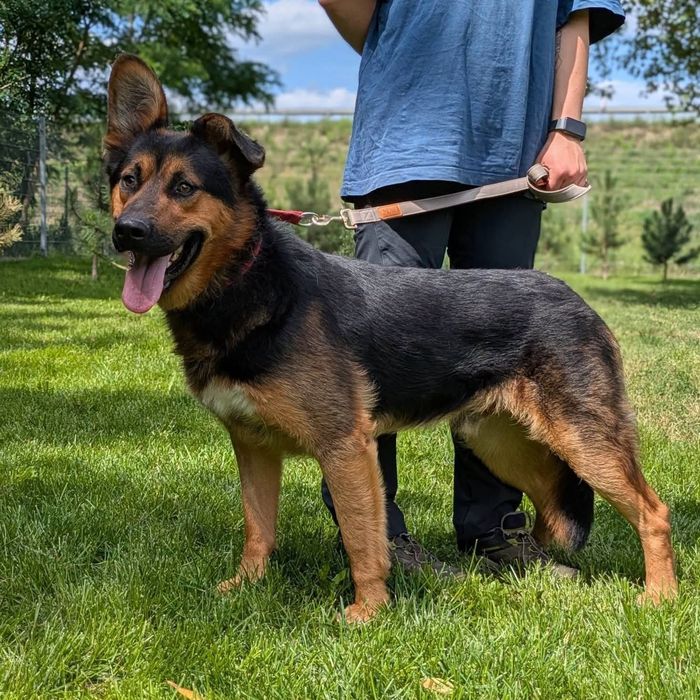 Tomsen wielkouchy psiak do adopcji
