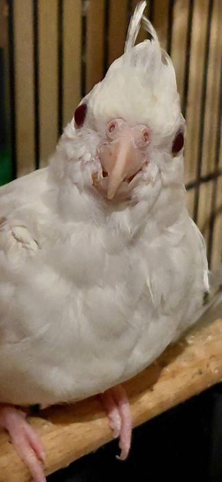 Papugi nimfy ręcznie dokarmiane