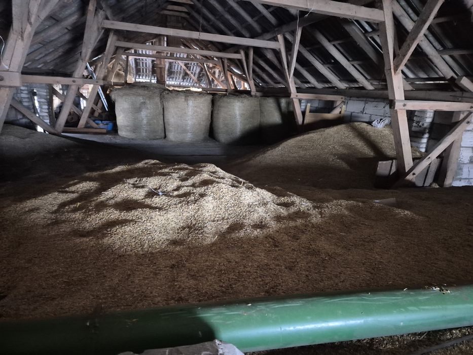 Sprzedam owies  dla koni lub opał