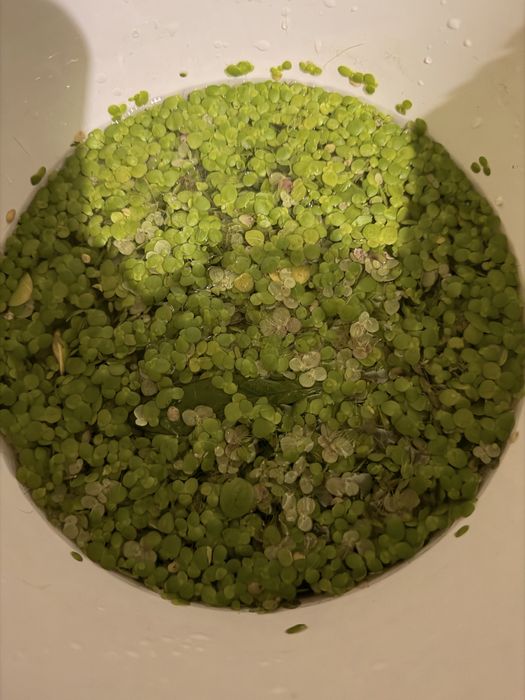 Duckweed e frogbit
