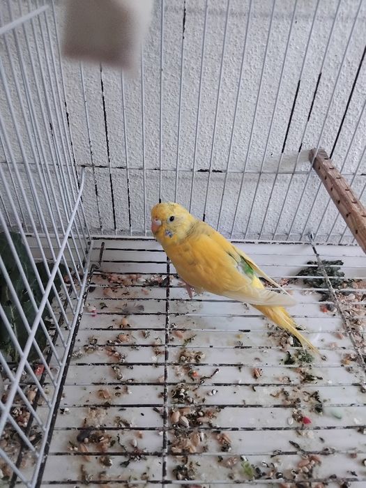 Vendo piriquitos novos não são anilhados  muitos bonitos.