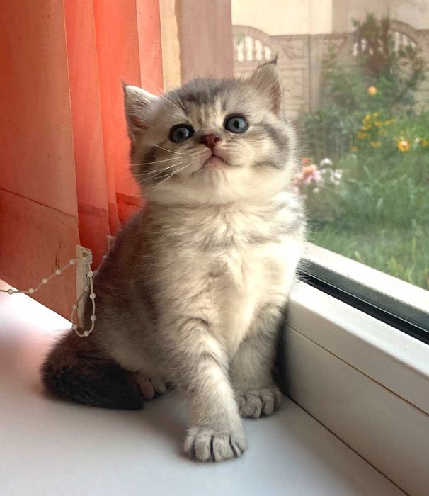 Шотландські кошенята