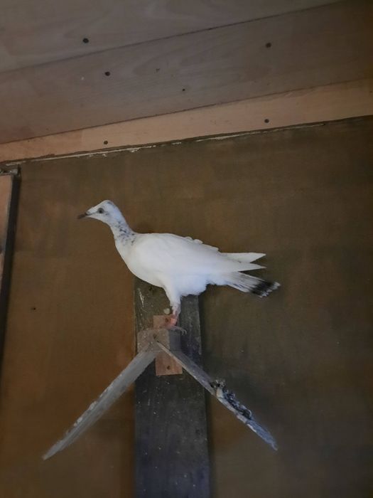 Sprzedam gołębie srebrniaka,jasne.