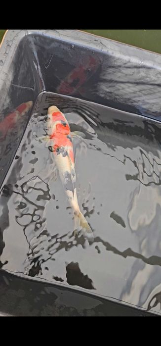 Carpa koi sanke 35cm