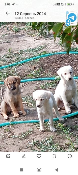 Віддам безкоштовно в надійні руки