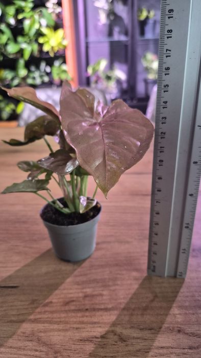 Nadwyżki roślin pędówki Epiprenium,Syngonium ...