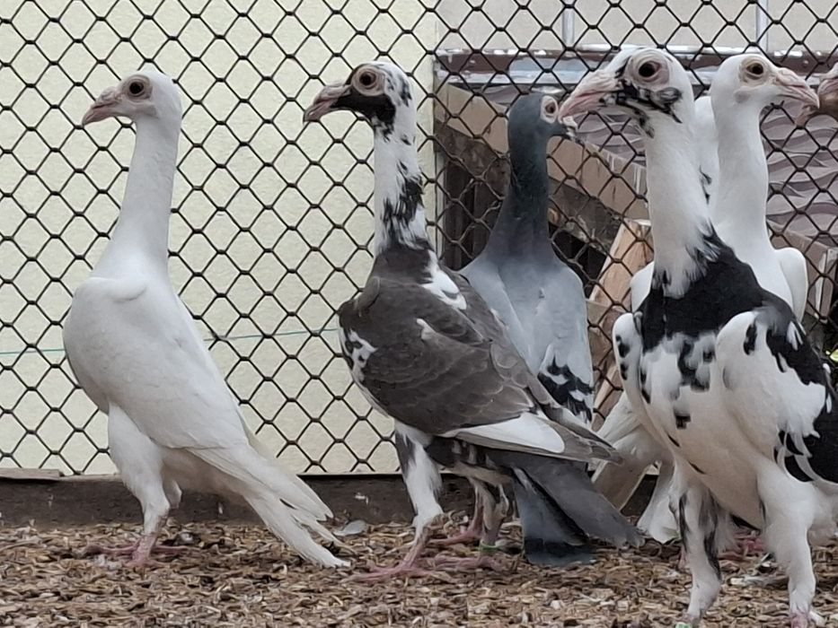 Kariery, karierka, karier, gołębie