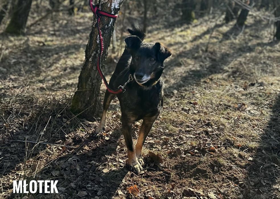 Młody, grzeczny Młotek, 13 kg adopcja