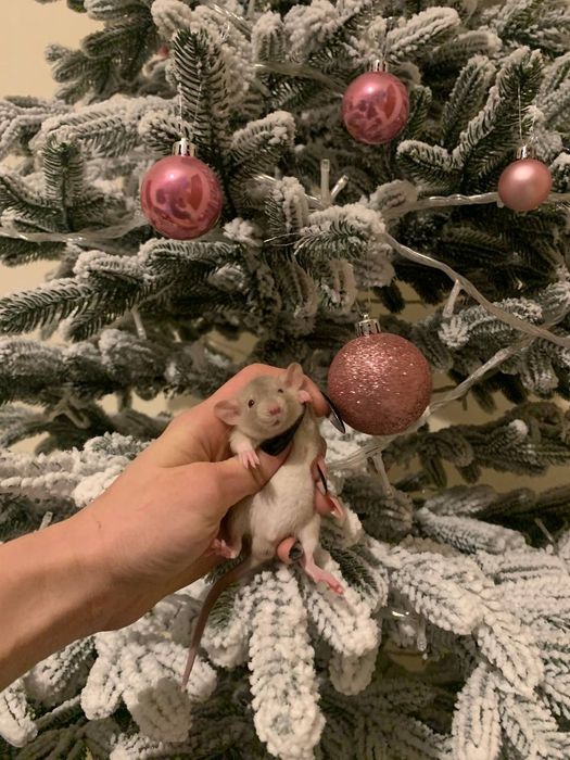 Сіамські дамбіки