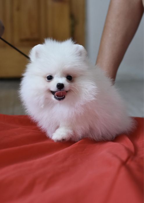 Хлопчики та дівчата померанци