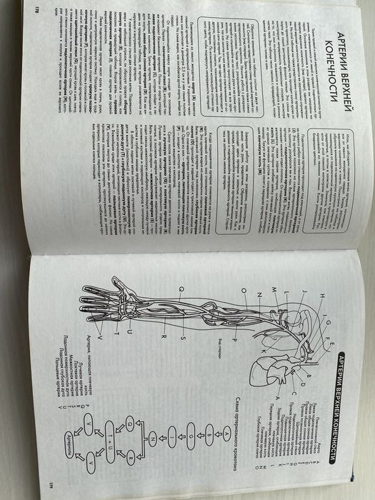 Эдуард Алкамо. АНАТОМИЯ. Лучший учебник
