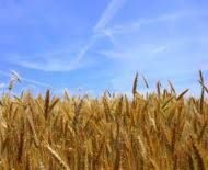 Продам фермерське господарство з ПДВ, ТОВ без ПДВ м.Миколаїв, м.Одеса