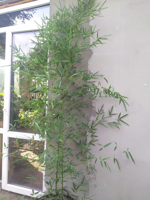 Вічнозелений бамбук, Фаргезія Мюрієлі