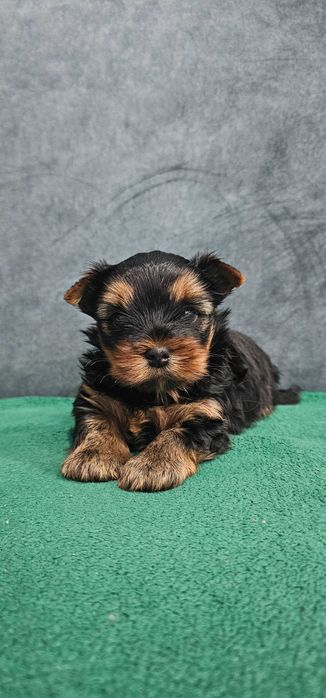 York piesek  yorkshire terrier