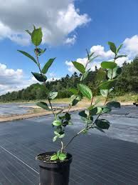 Aronia Duże Sadzonki 5 letnie Owocują