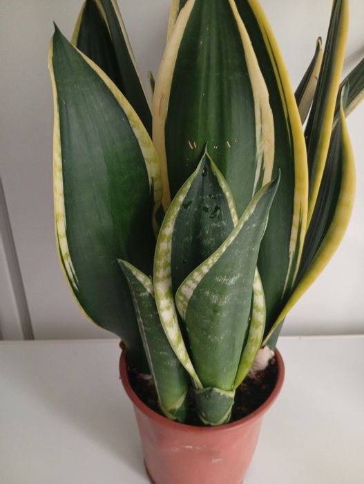 Сансавієрія домашня