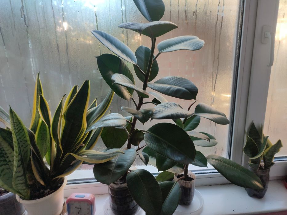 Сансевиерия , тешин язик та інші