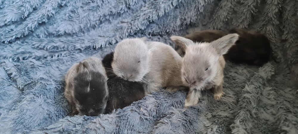 Kroliki Baranki po Cudnych rodzicach
