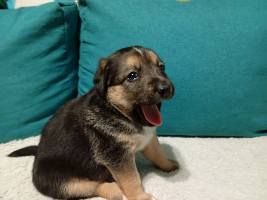 Маленька дівчинка-цуценя шукає дім