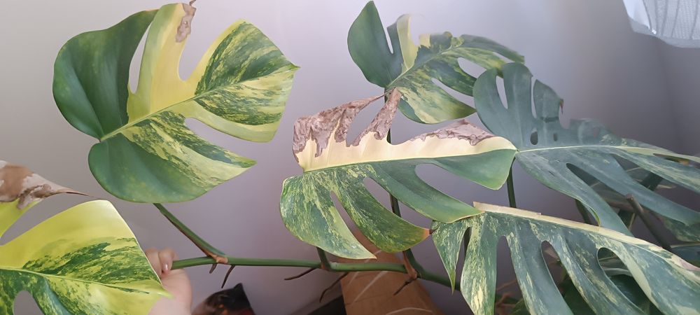 Monstera Yellow marmorata Aurea