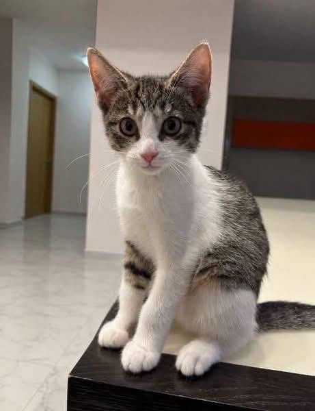 7 małych kotków do adopcji