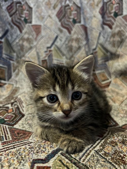 Отдам котят бесплатно