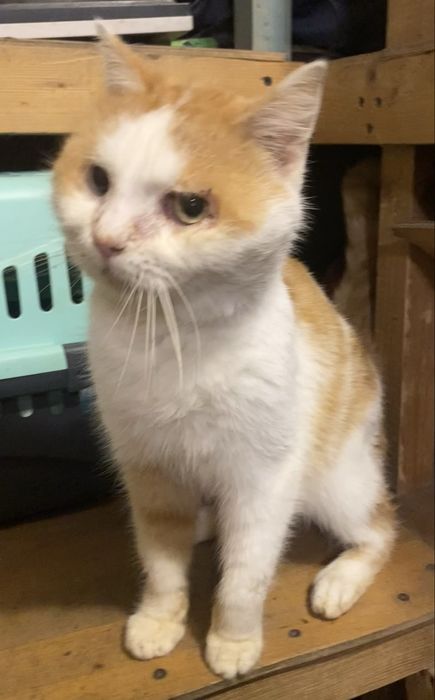 Прилаштовується у добрі ручки !