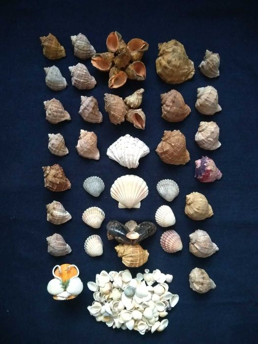 Морские ракушки разные. Декор для аквариума...