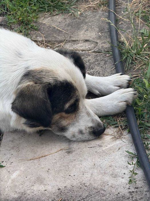 Песик Щеня Собака шукає сім'ю